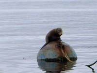 Highlight for Album: Whale Watch With Mom, Jul 28 2006